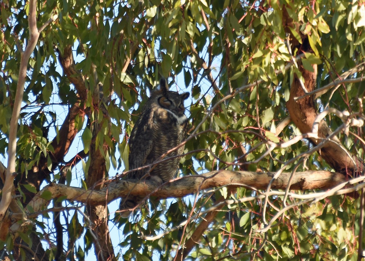 Great Horned Owl - ML613306895