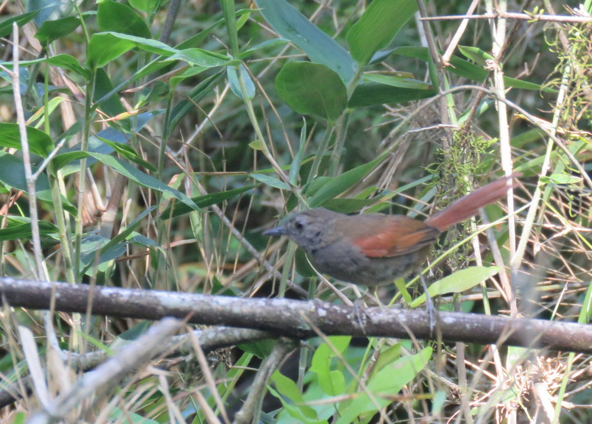 Gray-bellied Spinetail - ML613307014