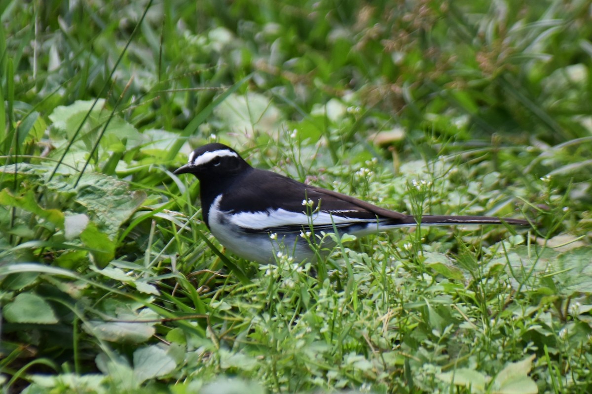White-browed Wagtail - ML613307086