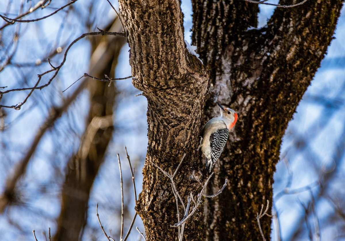 Red-bellied Woodpecker - ML613307220