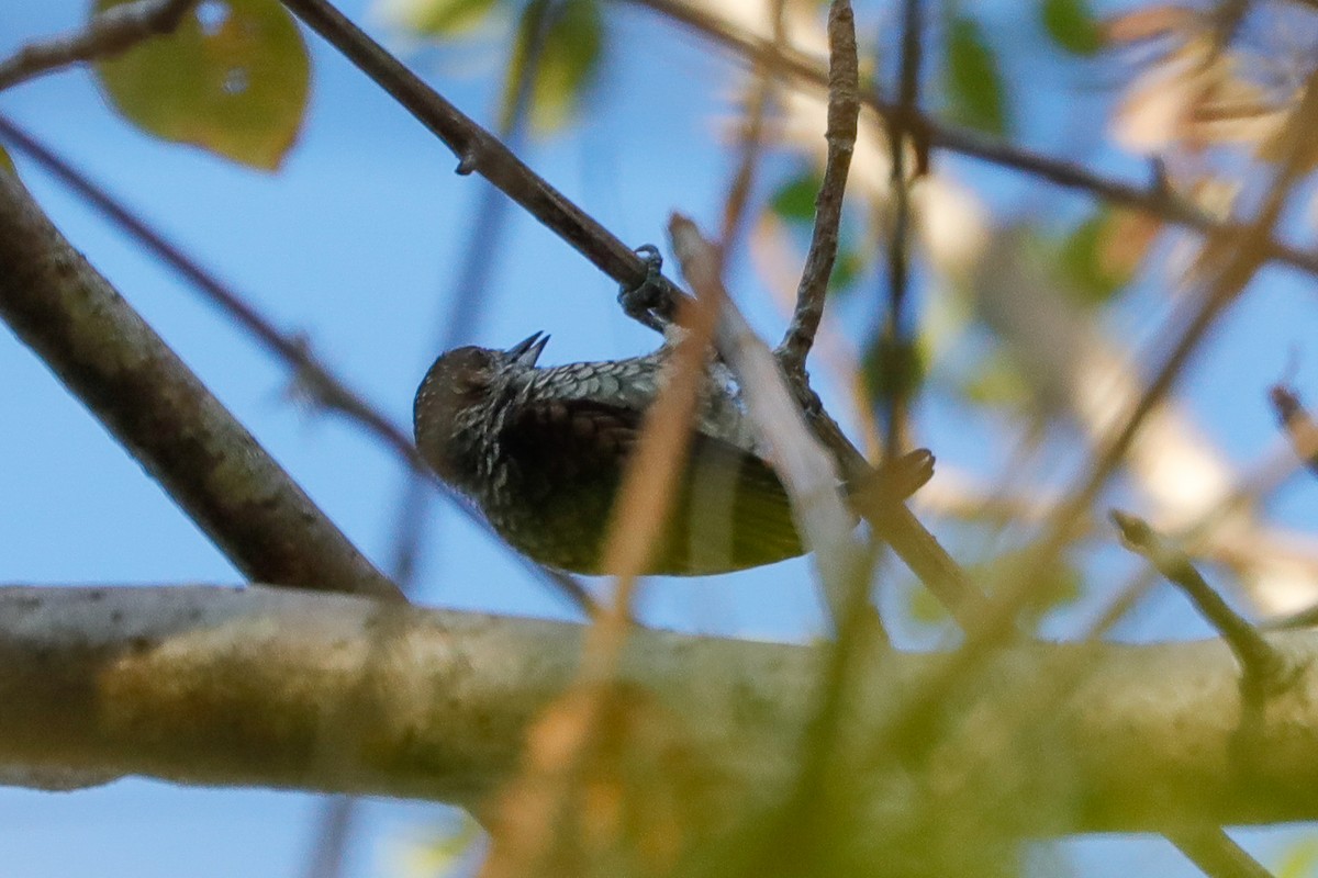 Scaled Piculet - ML613307222