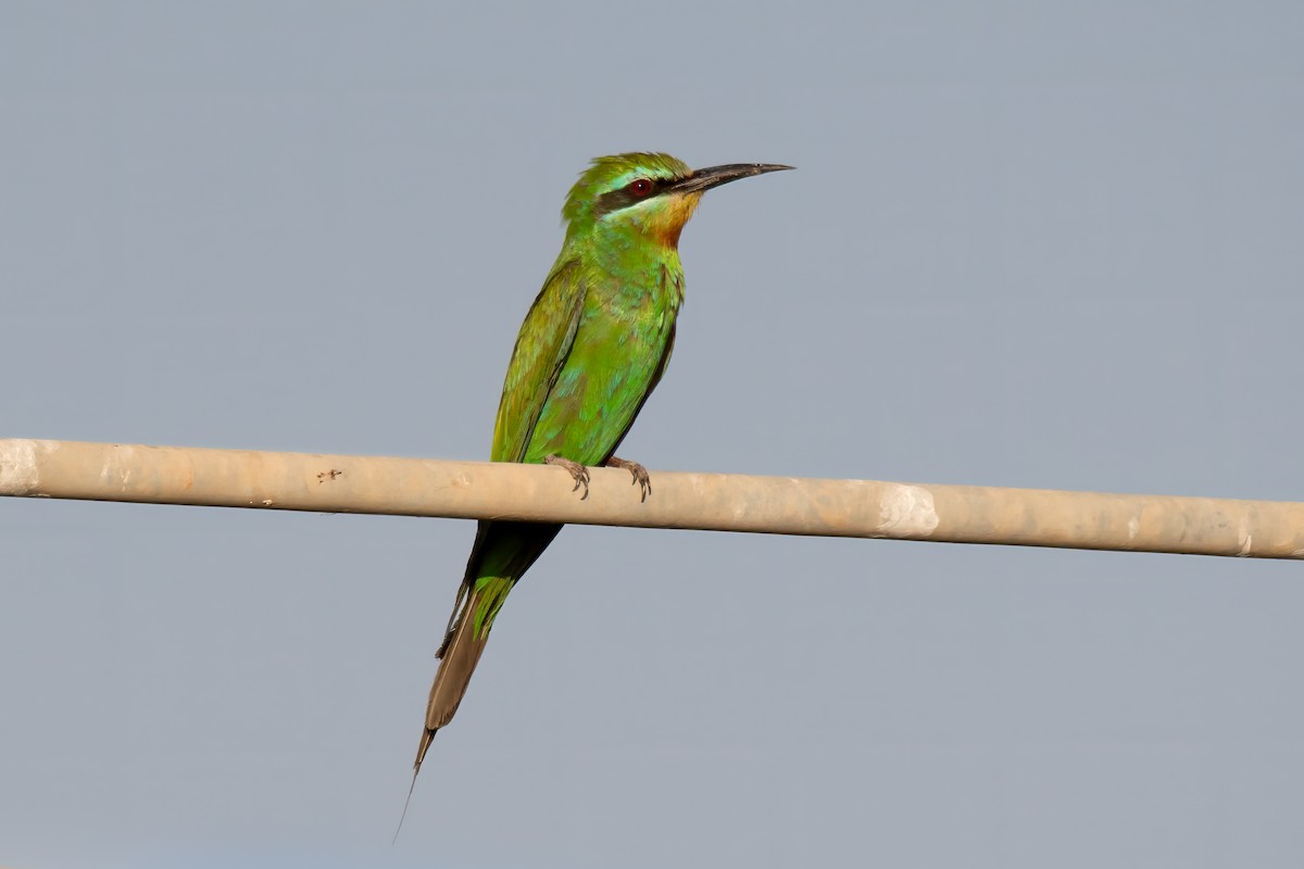 Blue-cheeked Bee-eater - ML613307266