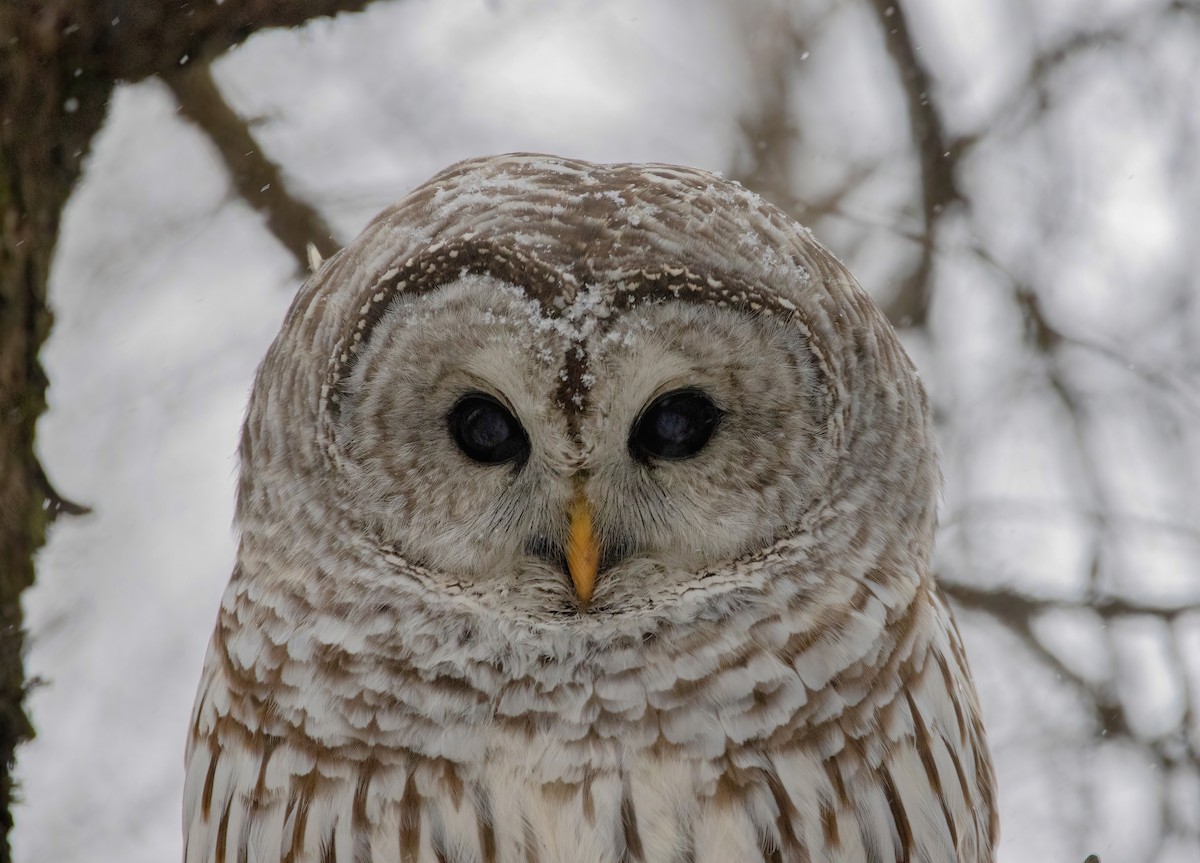Barred Owl - ML613307353