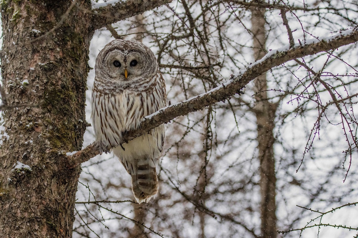 Barred Owl - ML613307354