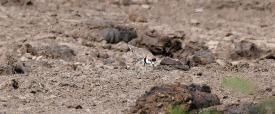 Collared Plover - ML613307580