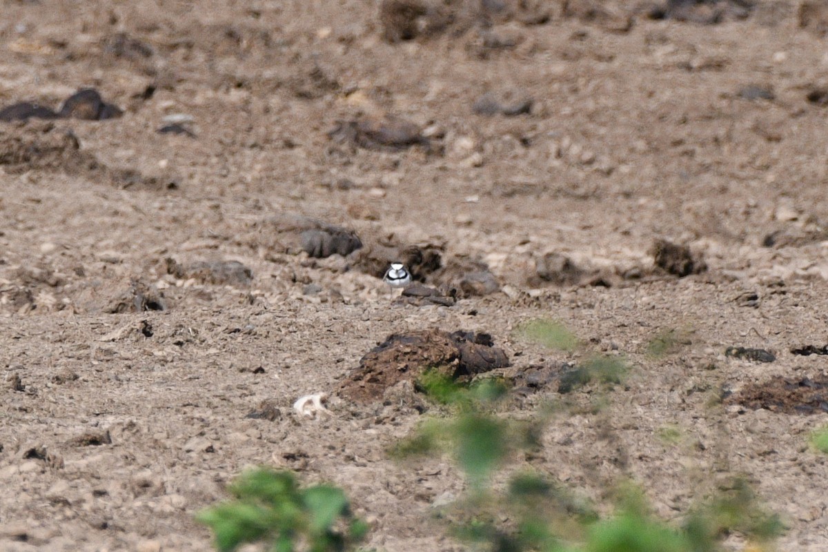 Collared Plover - ML613307581