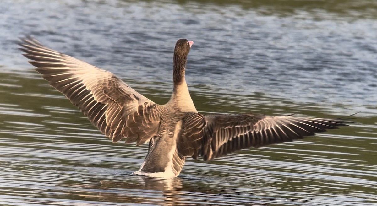 Graylag Goose (Siberian) - ML613307654