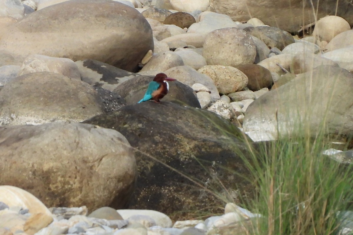 White-throated Kingfisher - Madhu Gupta