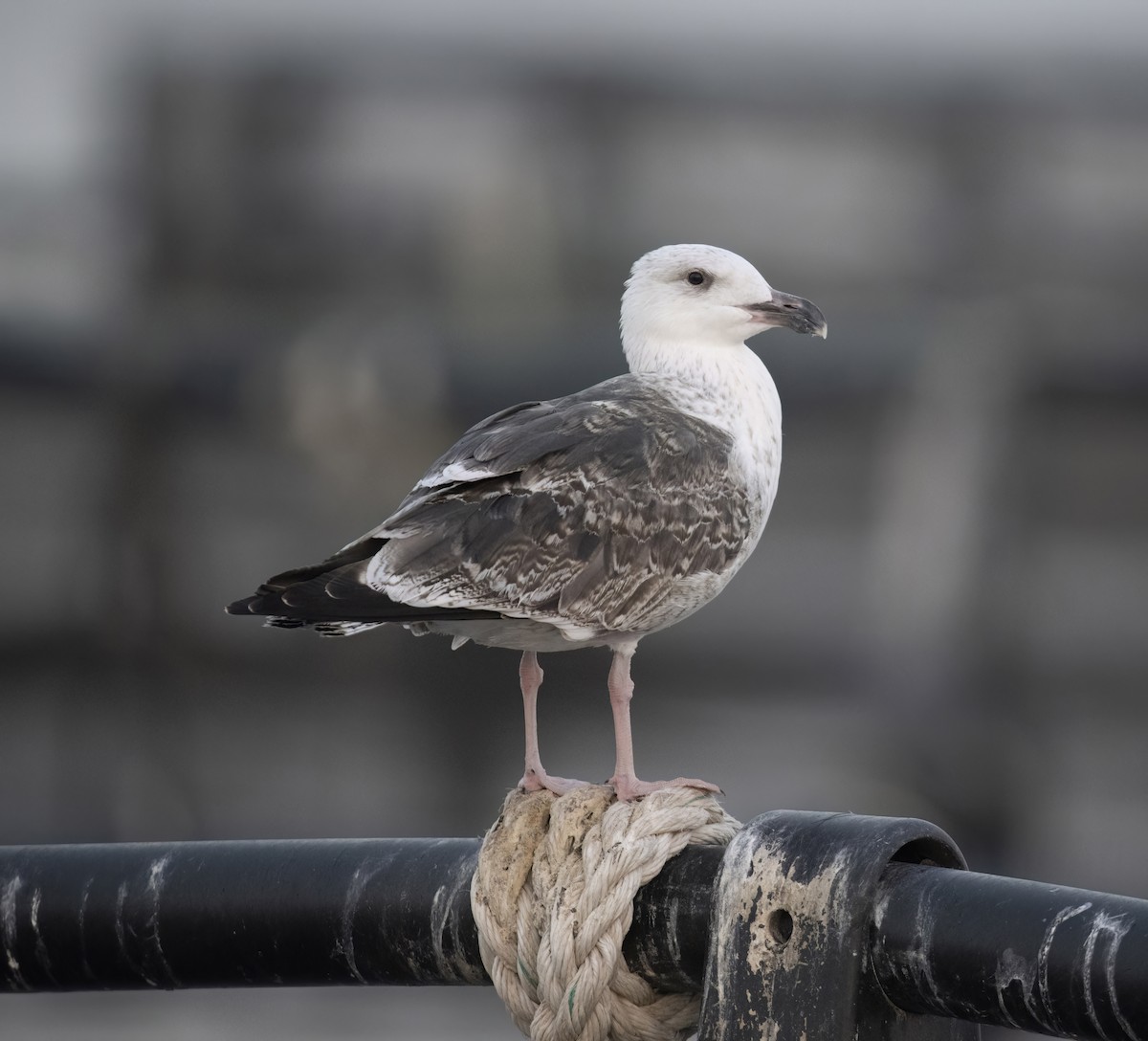Great Black-backed Gull - Huw Roberts