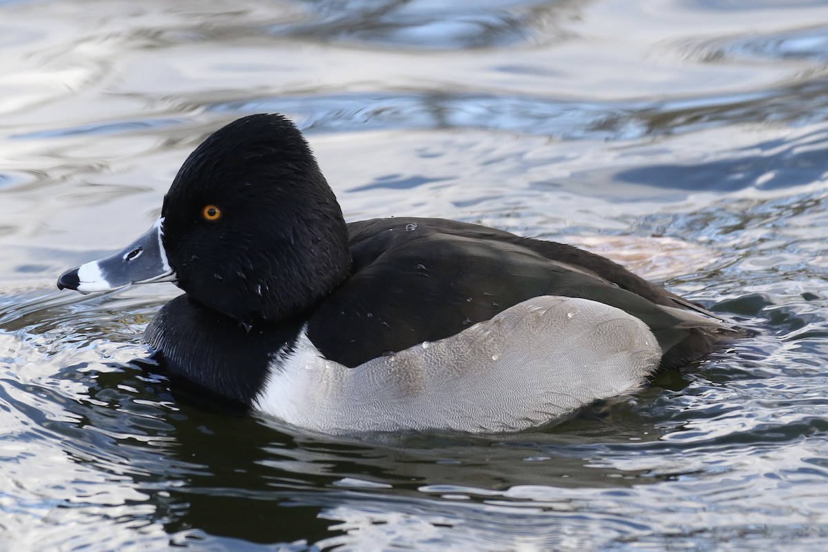 Ring-necked Duck - ML613307887