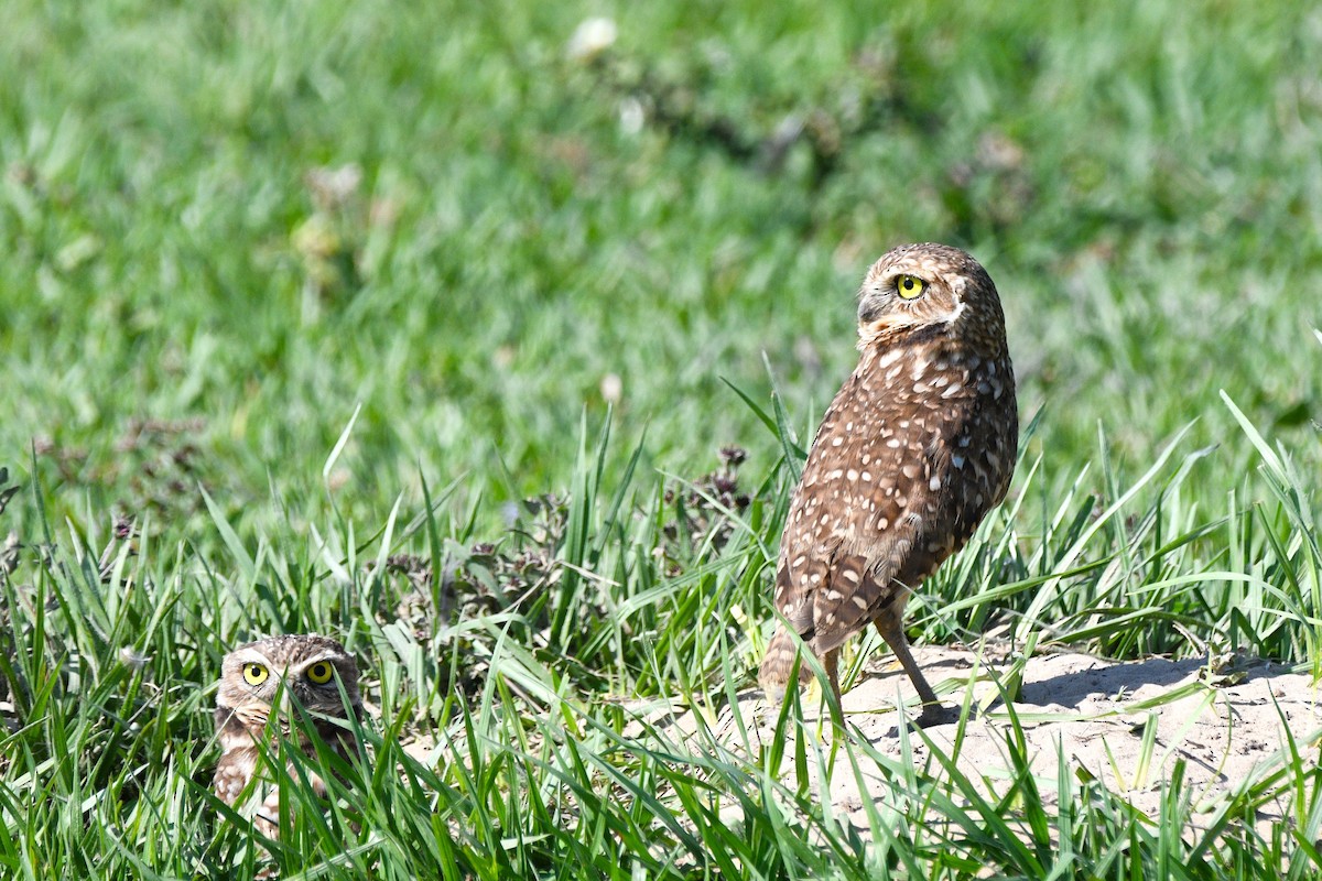 Burrowing Owl - ML613307975