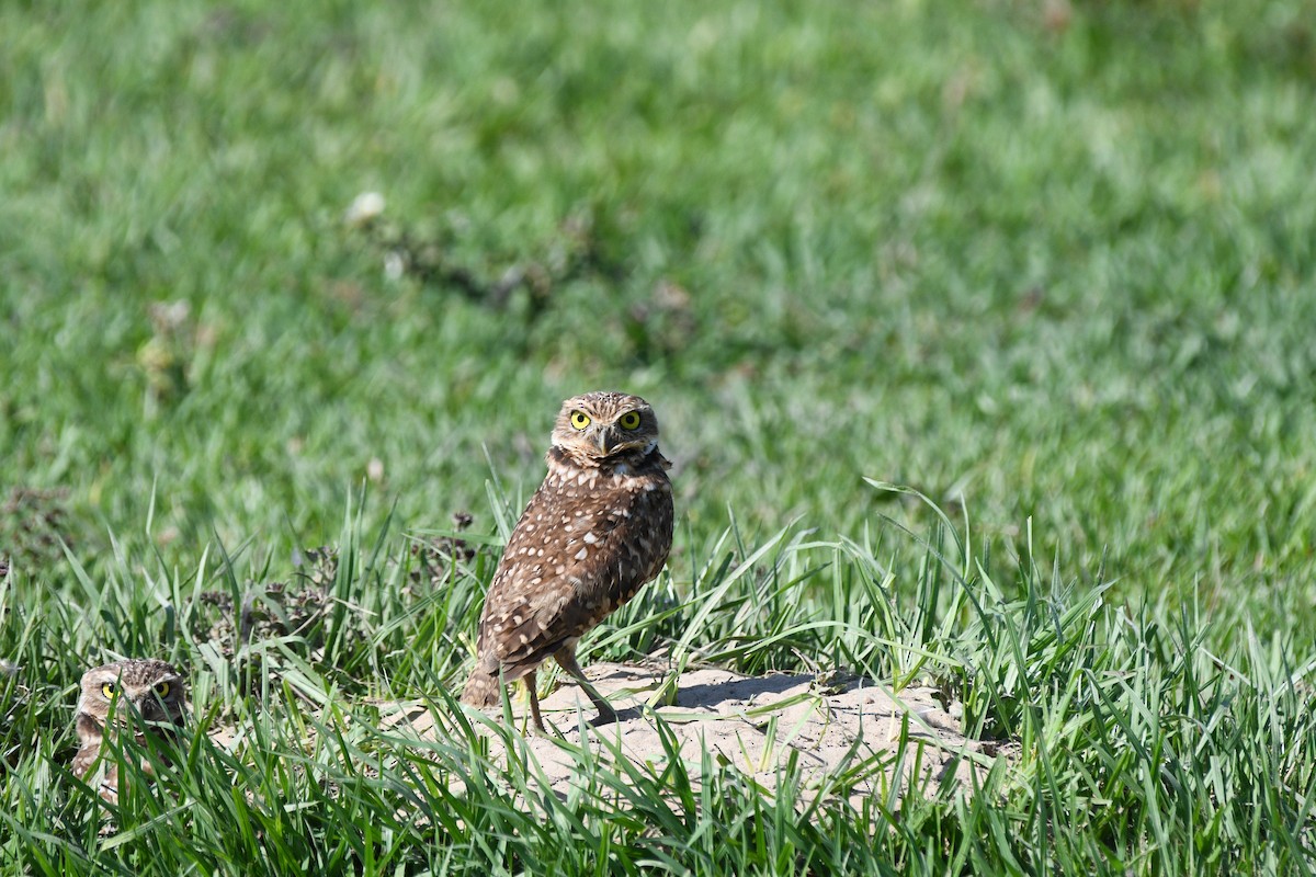 Burrowing Owl - ML613307976