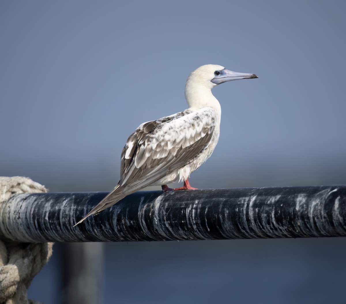 Red-footed Booby - ML613308072