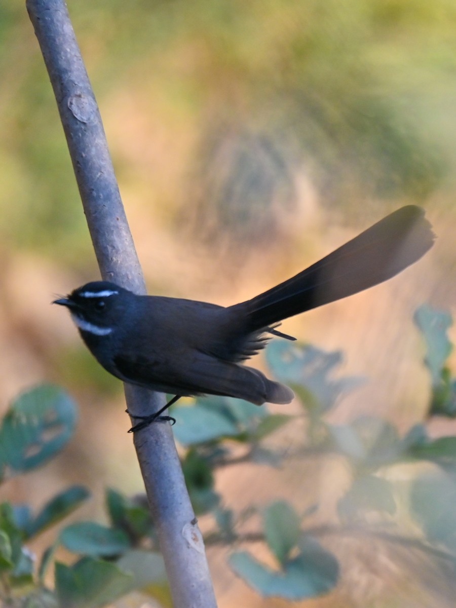 White-throated Fantail - ML613308079