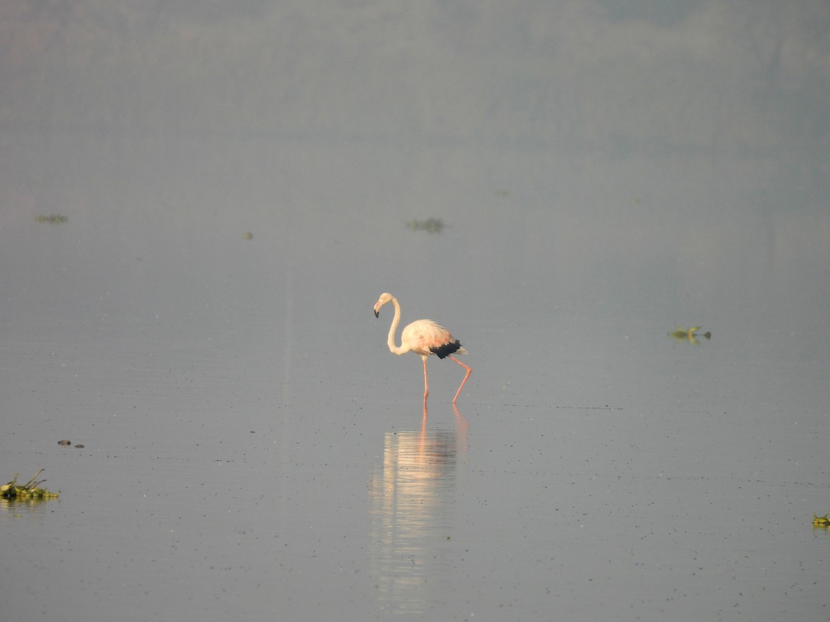 Greater Flamingo - ML613308141