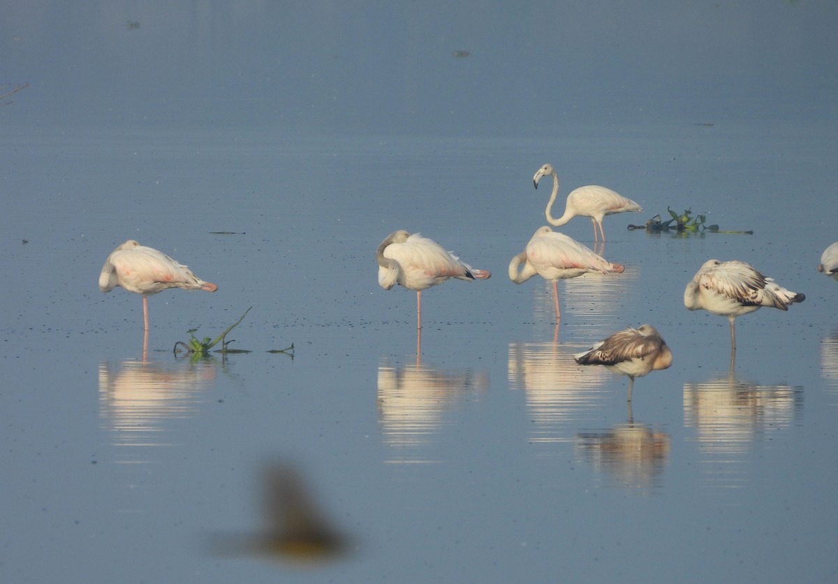 Greater Flamingo - Madhu Gupta