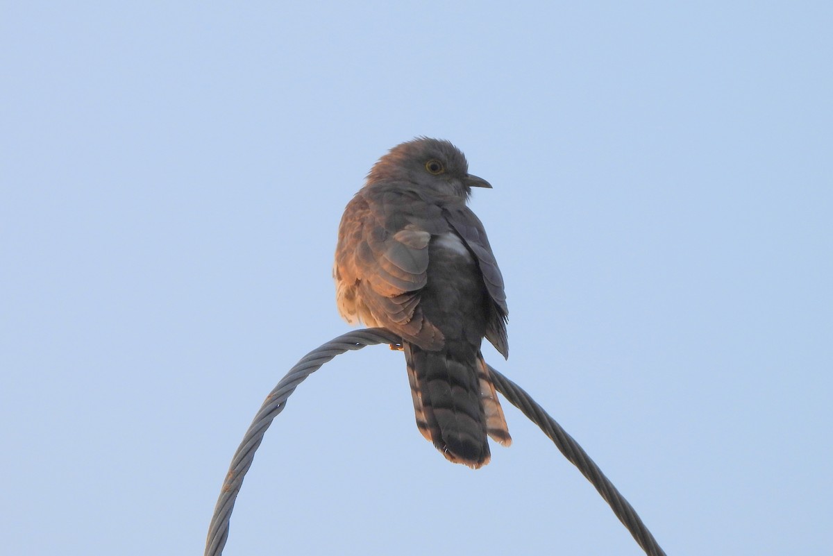 Common Hawk-Cuckoo - Madhu Gupta