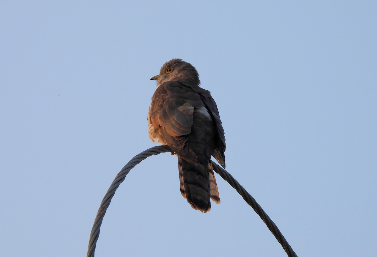 Common Hawk-Cuckoo - ML613308167