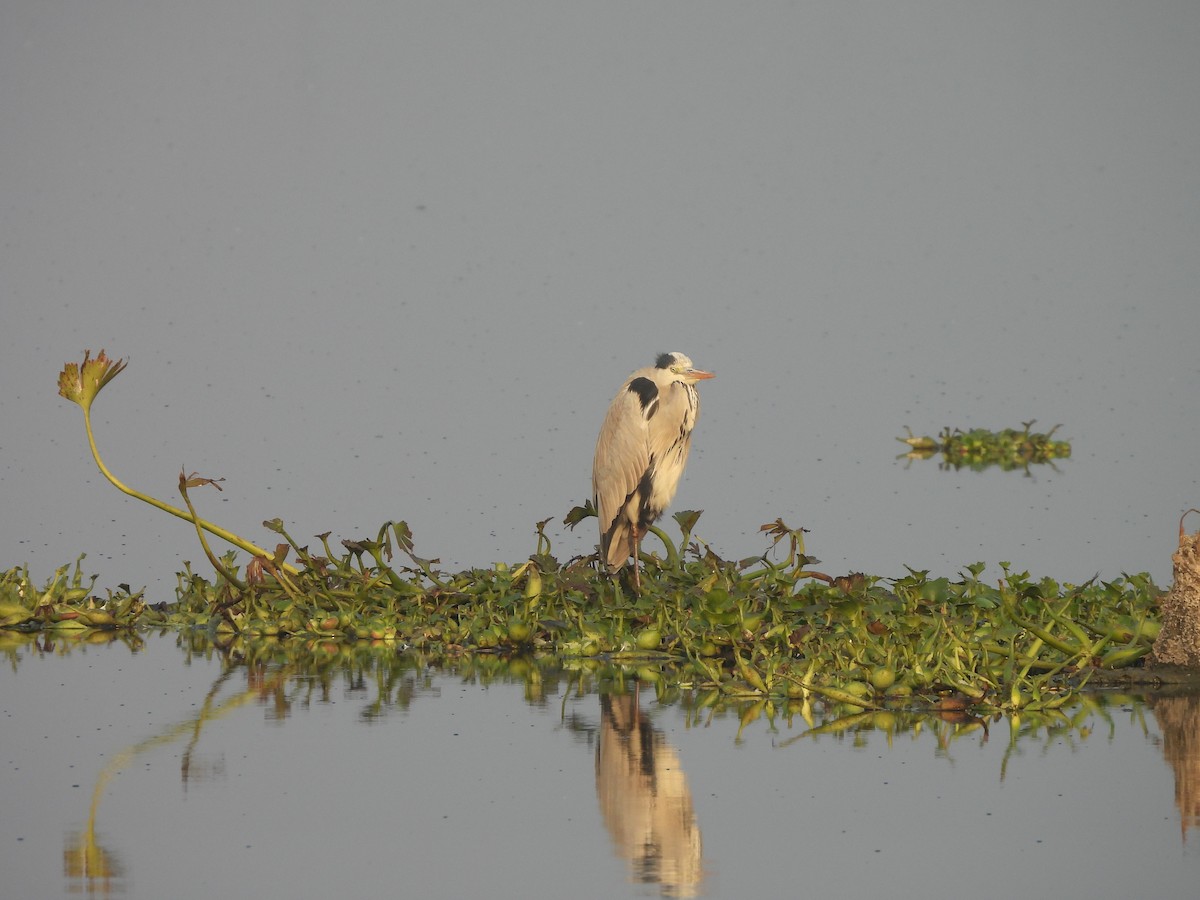 Gray Heron - Madhu Gupta