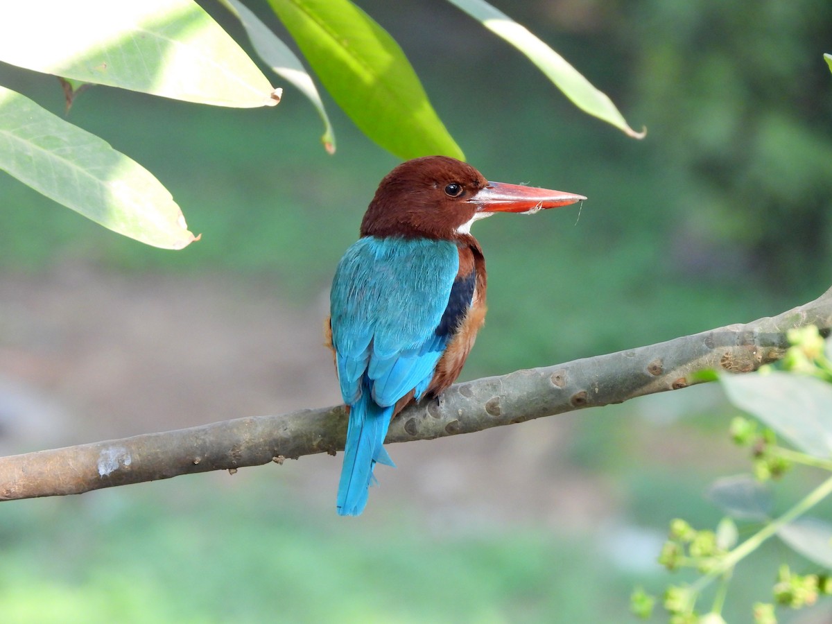 White-throated Kingfisher - Madhu Gupta