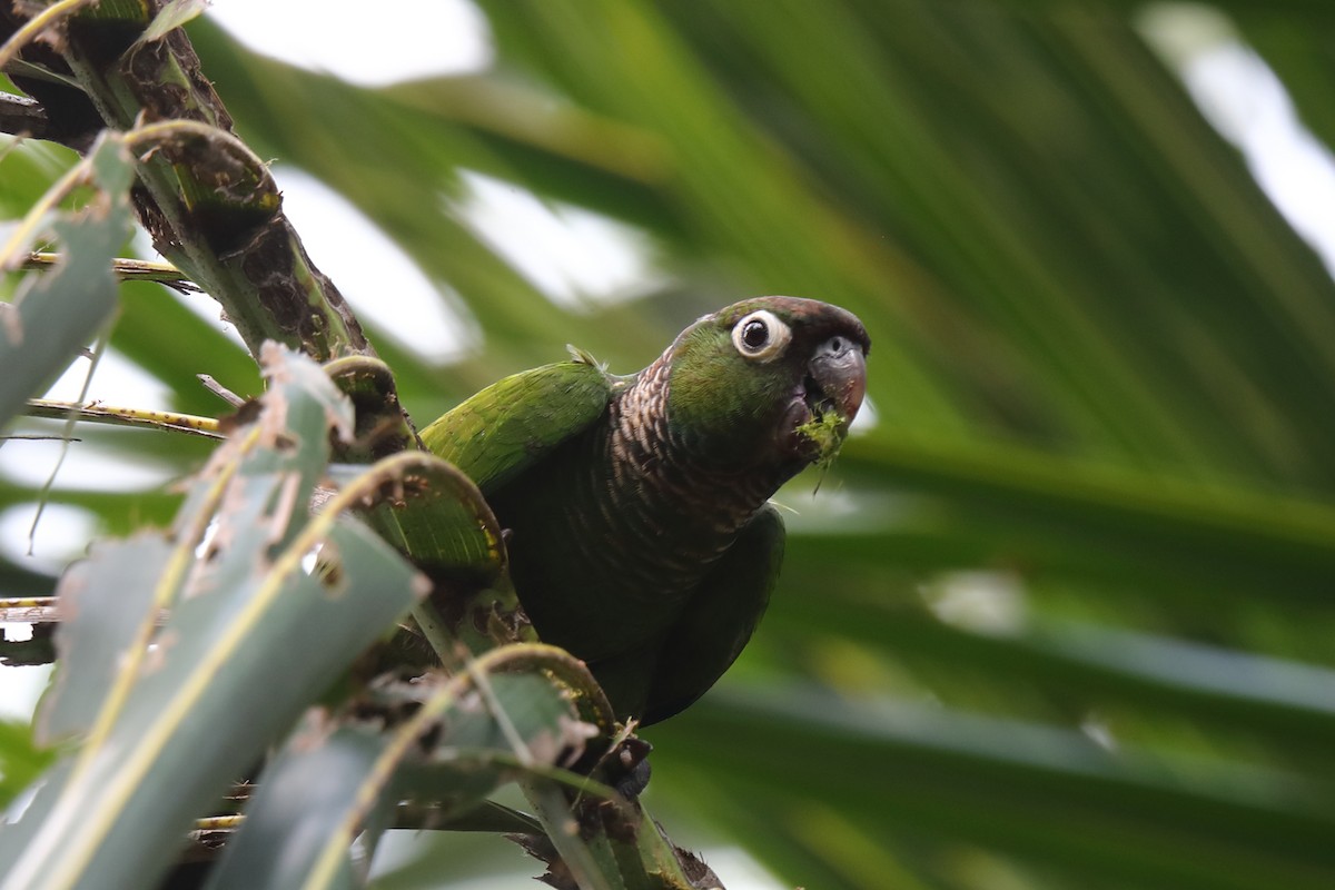 Maroon-tailed Parakeet (Maroon-tailed) - ML613308805