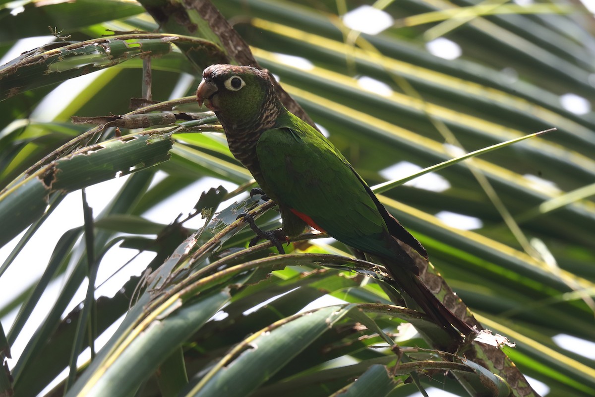 Maroon-tailed Parakeet (Maroon-tailed) - ML613308807