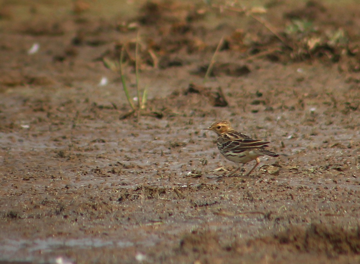 Red-throated Pipit - ML613308810
