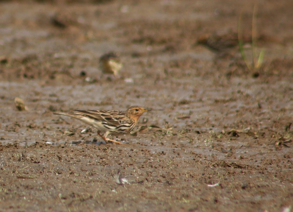 Red-throated Pipit - ML613308811
