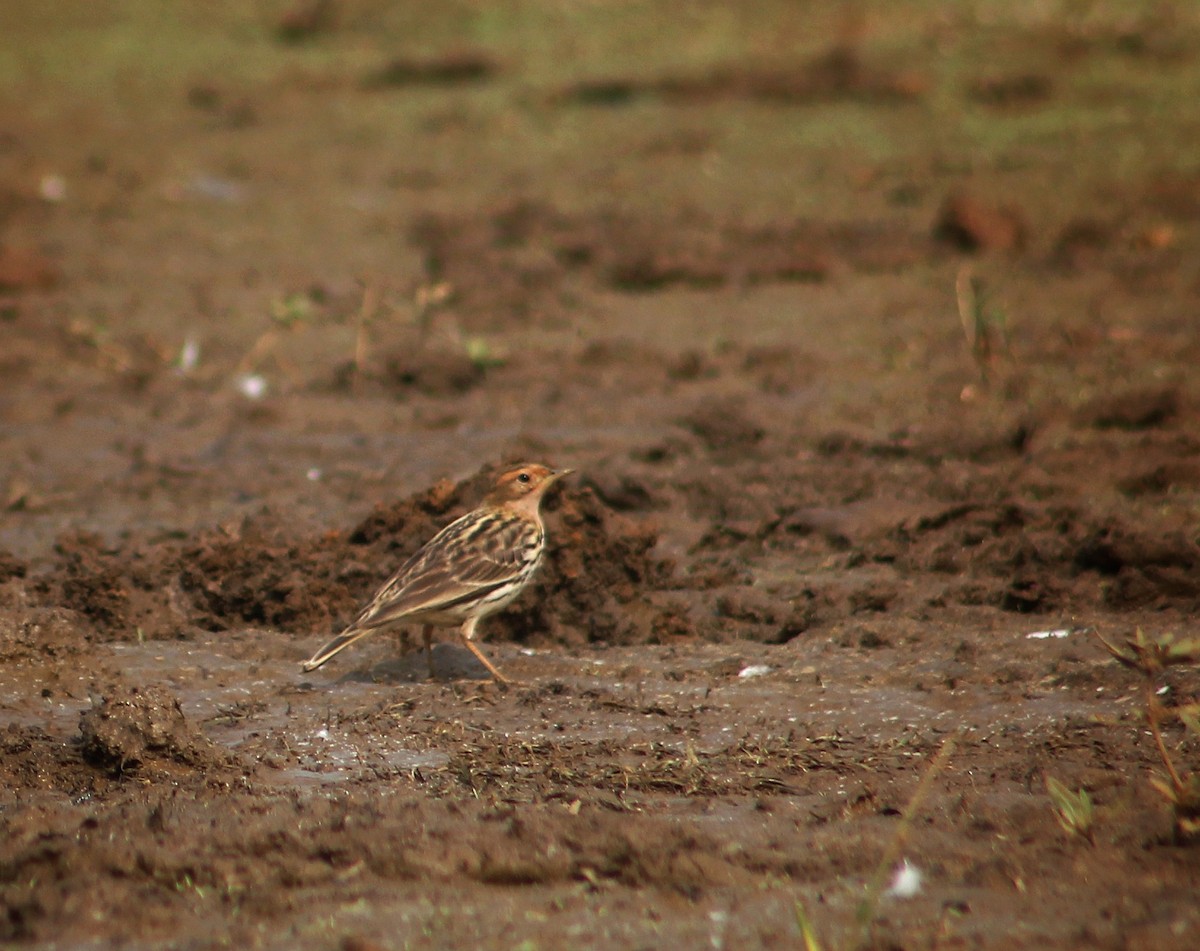 Red-throated Pipit - ML613308812