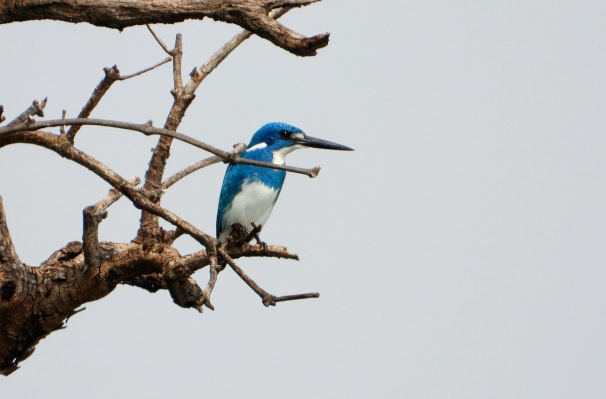 Small Blue Kingfisher - ML613308865