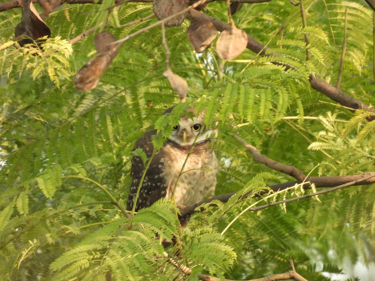 Spotted Owlet - ML613309045