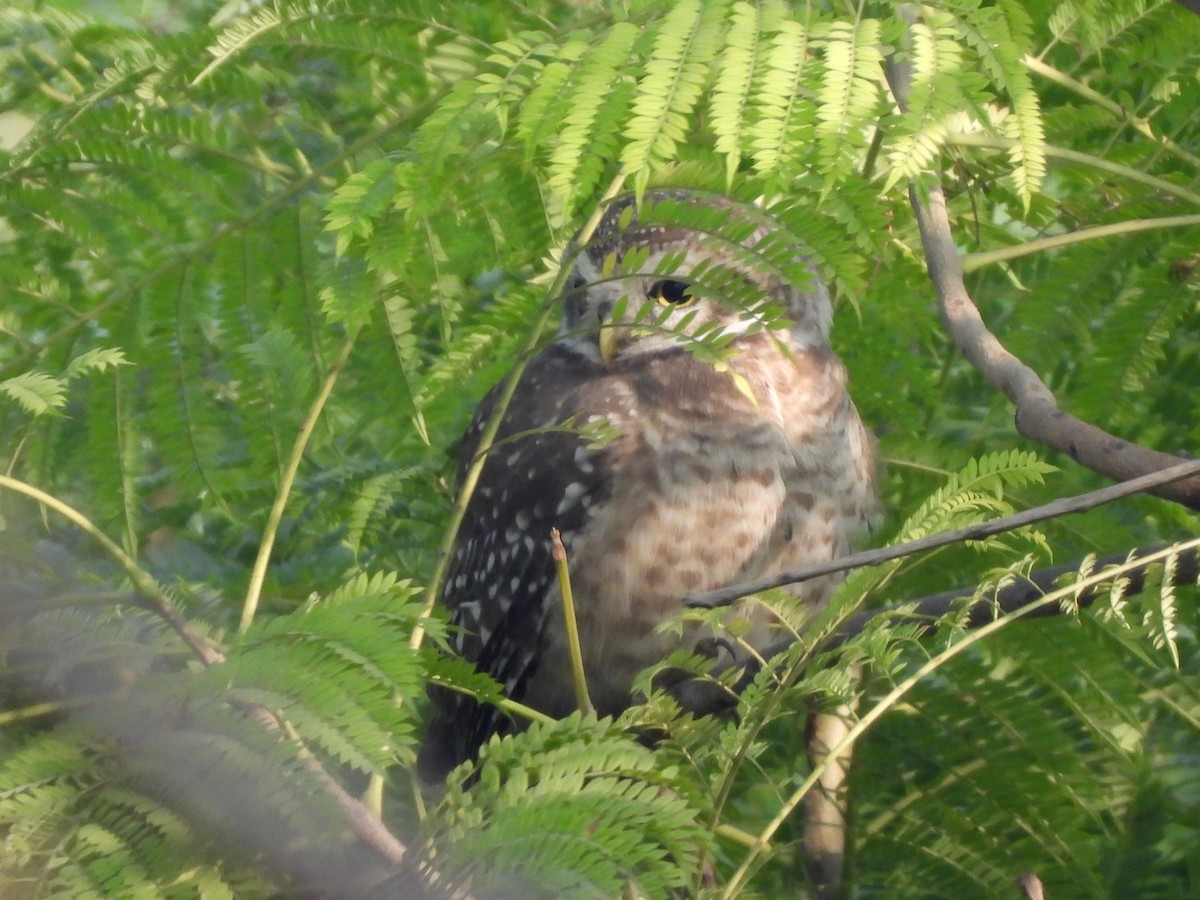 Spotted Owlet - ML613309052