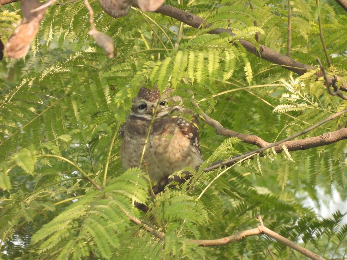 Spotted Owlet - Madhu Gupta