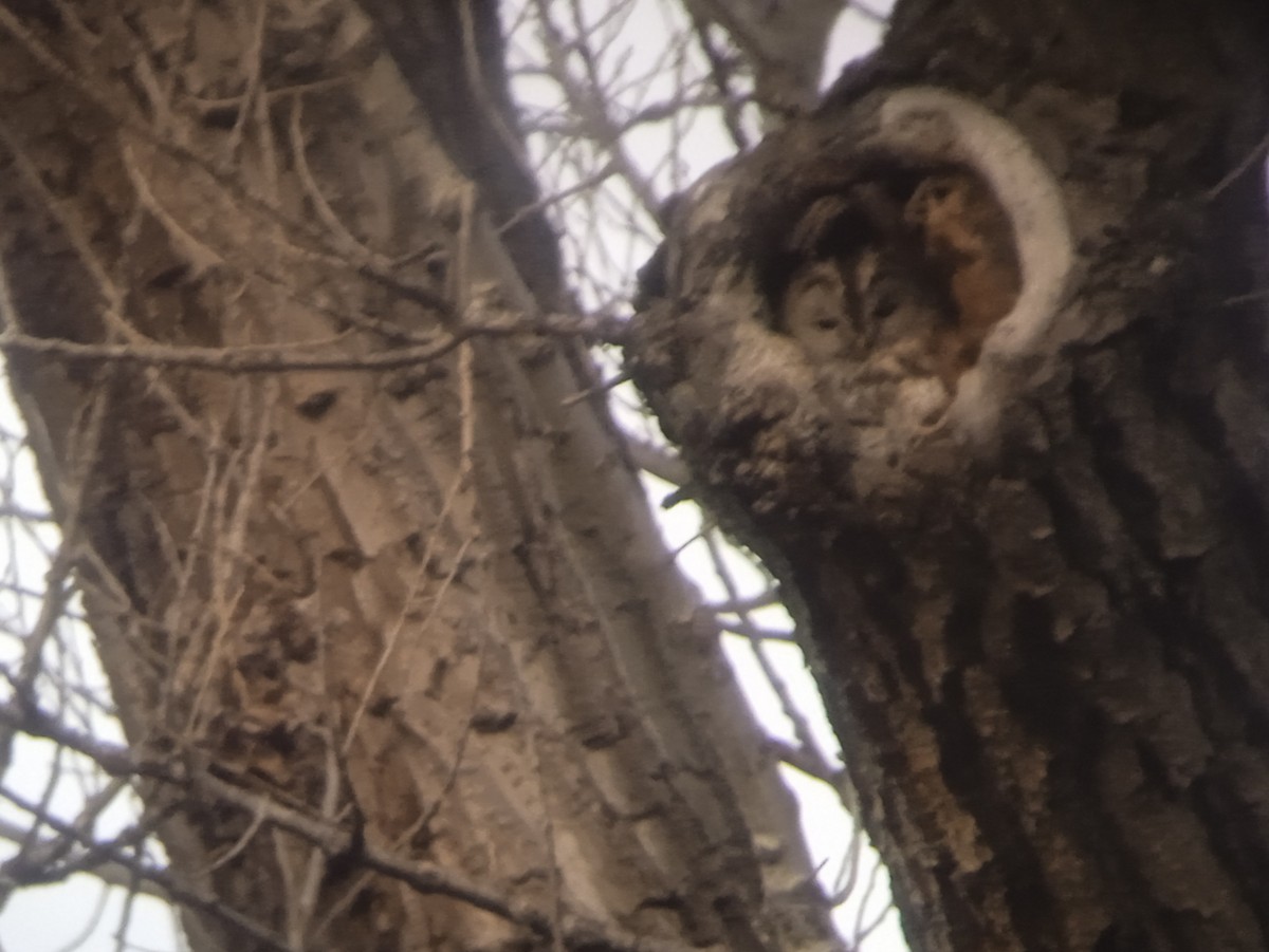 Tawny Owl - ML613309185