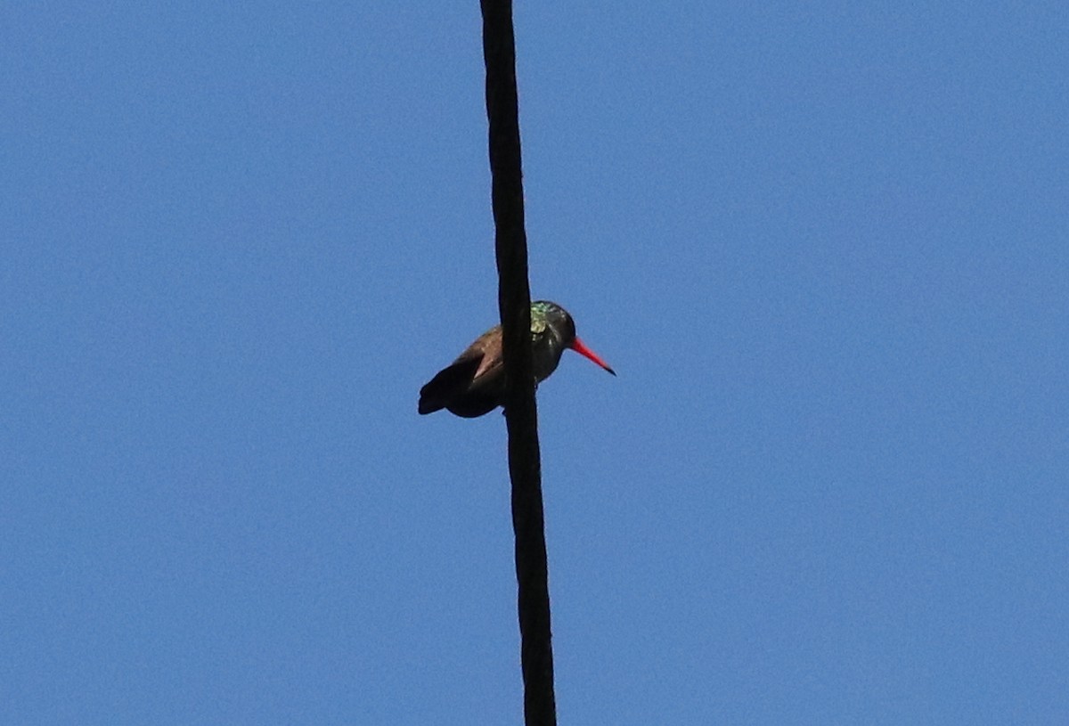 kolibřík savanový - ML613309361