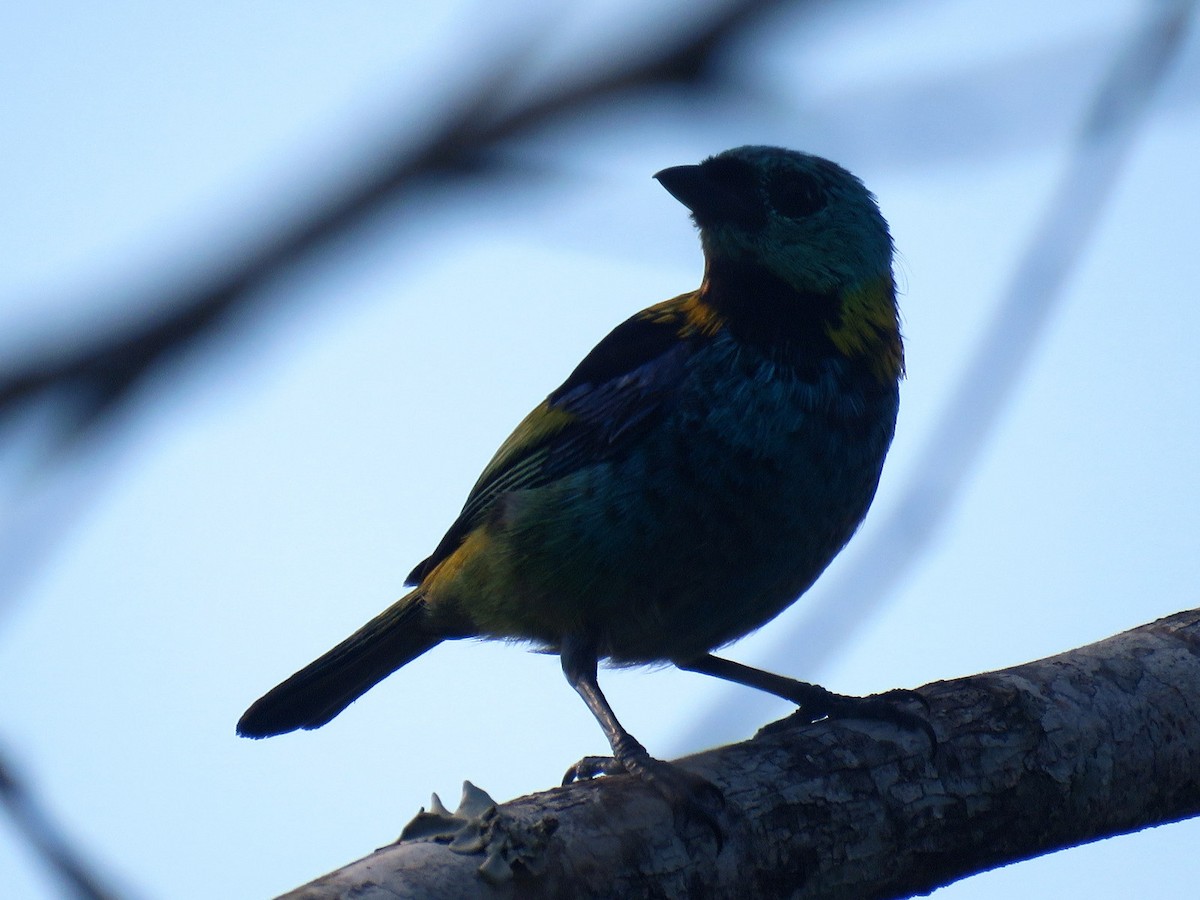 Green-headed Tanager - ML613309453