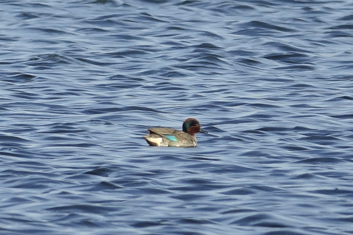 Green-winged Teal - ML613309535