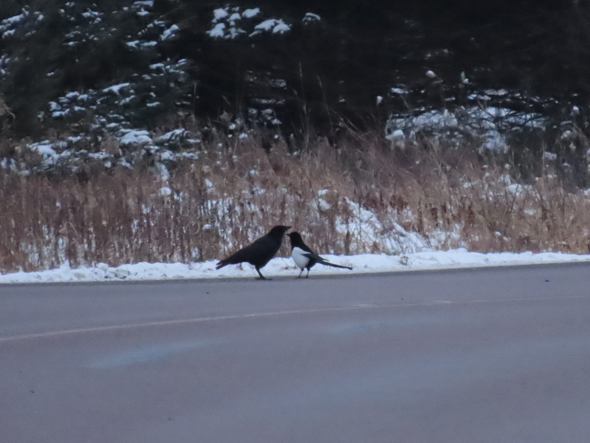 EBird Checklist 9 Jan 2024 County Highway E Mason Wisconsin US   1200