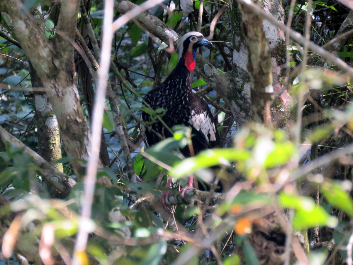 Black-fronted Piping-Guan - ML613309666