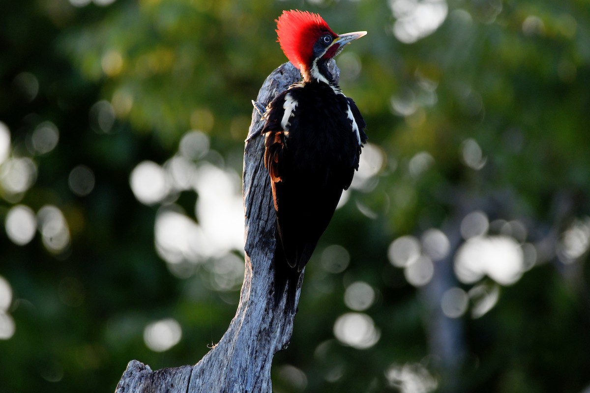 Lineated Woodpecker - Cornelio Chablé
