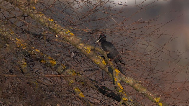Black Woodpecker - ML613310053