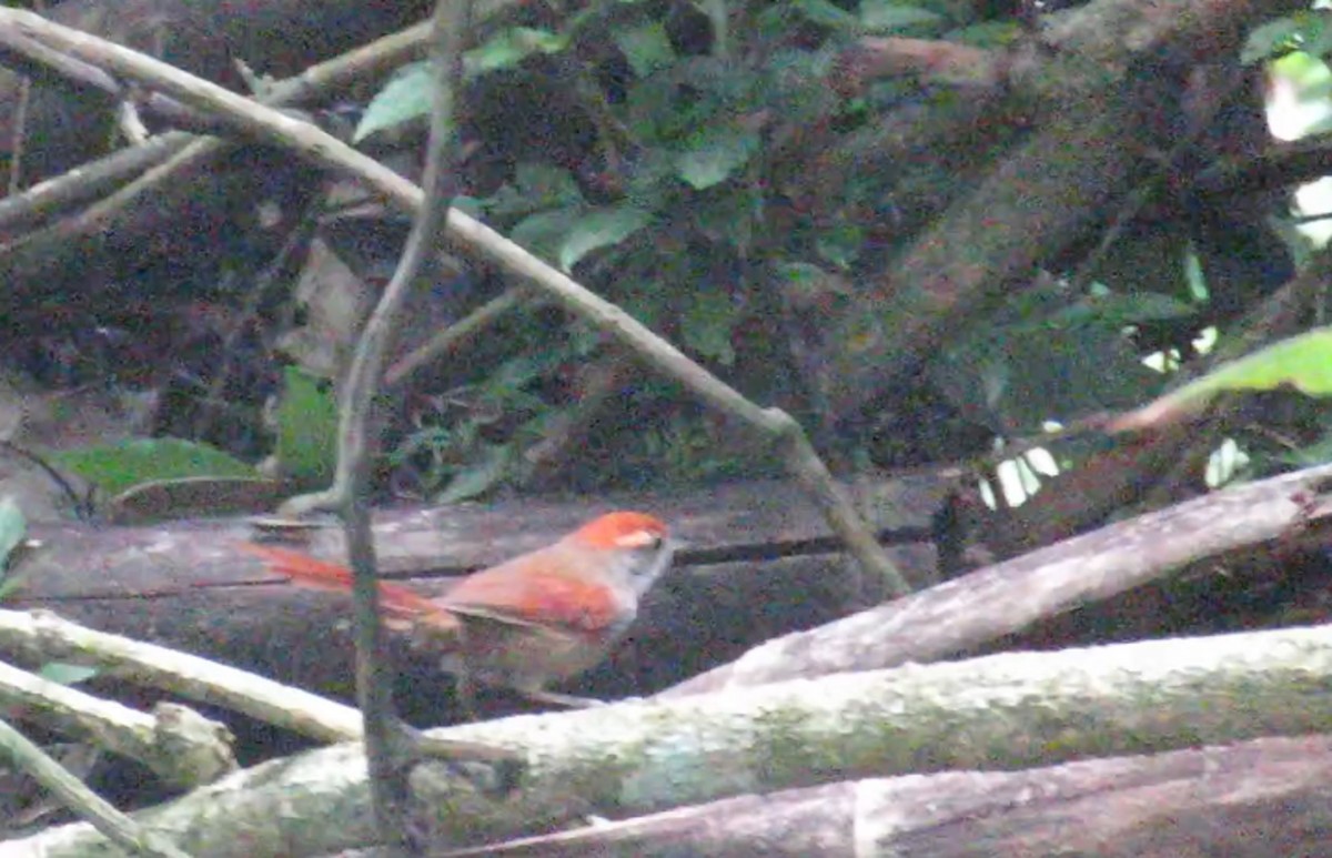Rufous-capped Spinetail - ML613310079