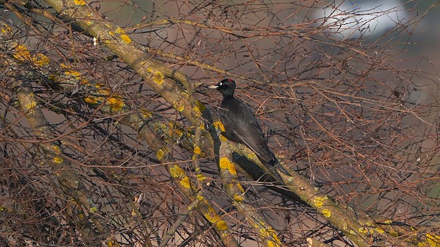 Black Woodpecker - ML613310094