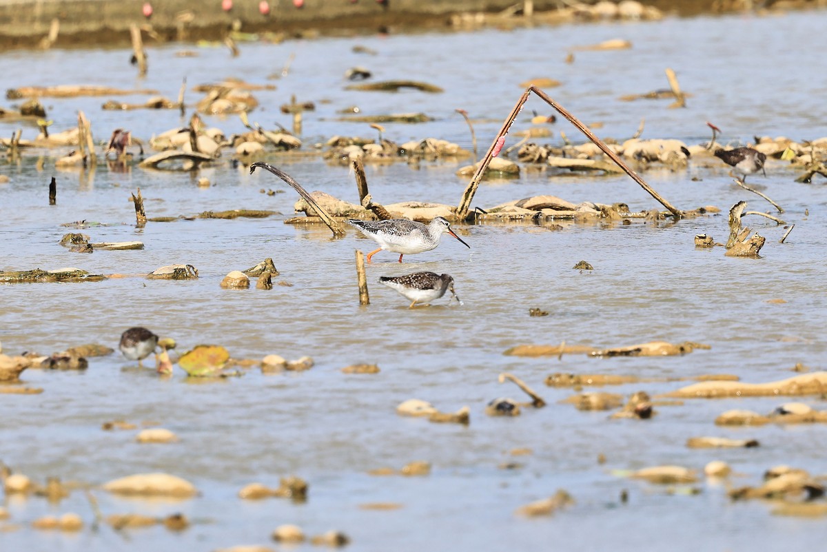 Spotted Redshank - ML613310314