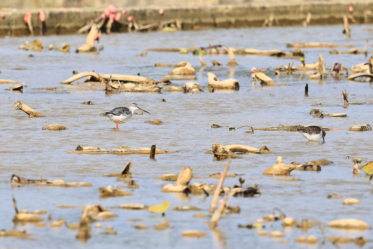 Spotted Redshank - ML613310315