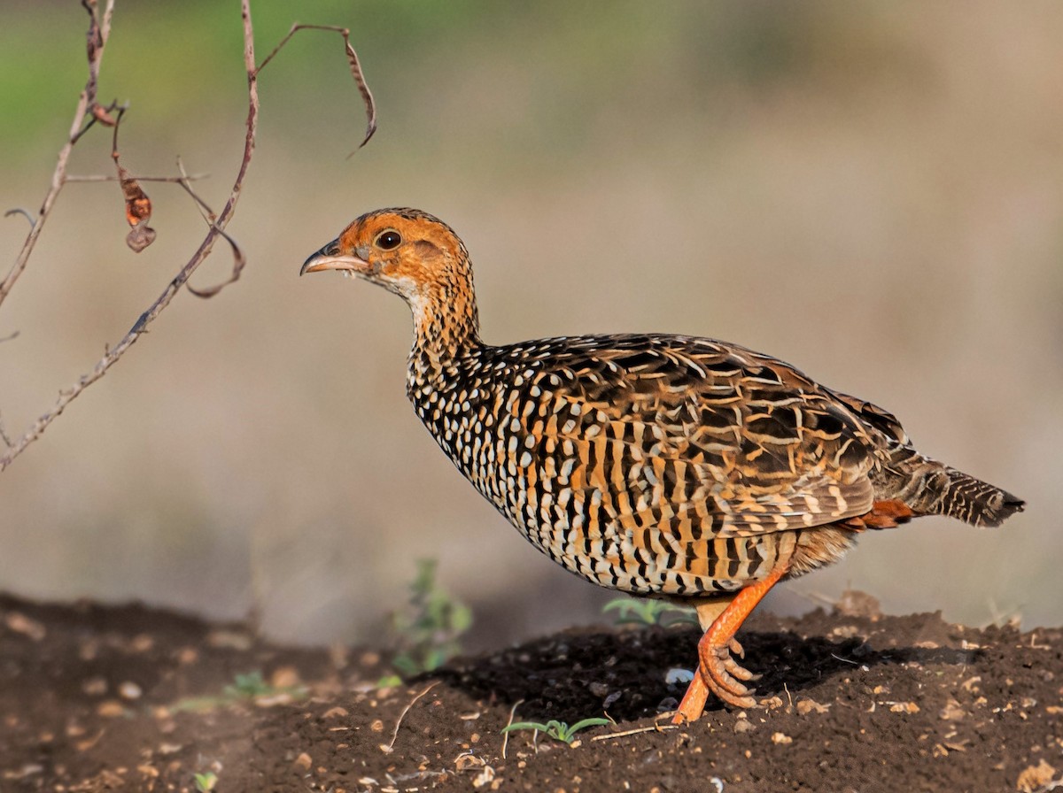 Painted Francolin - ML613310416