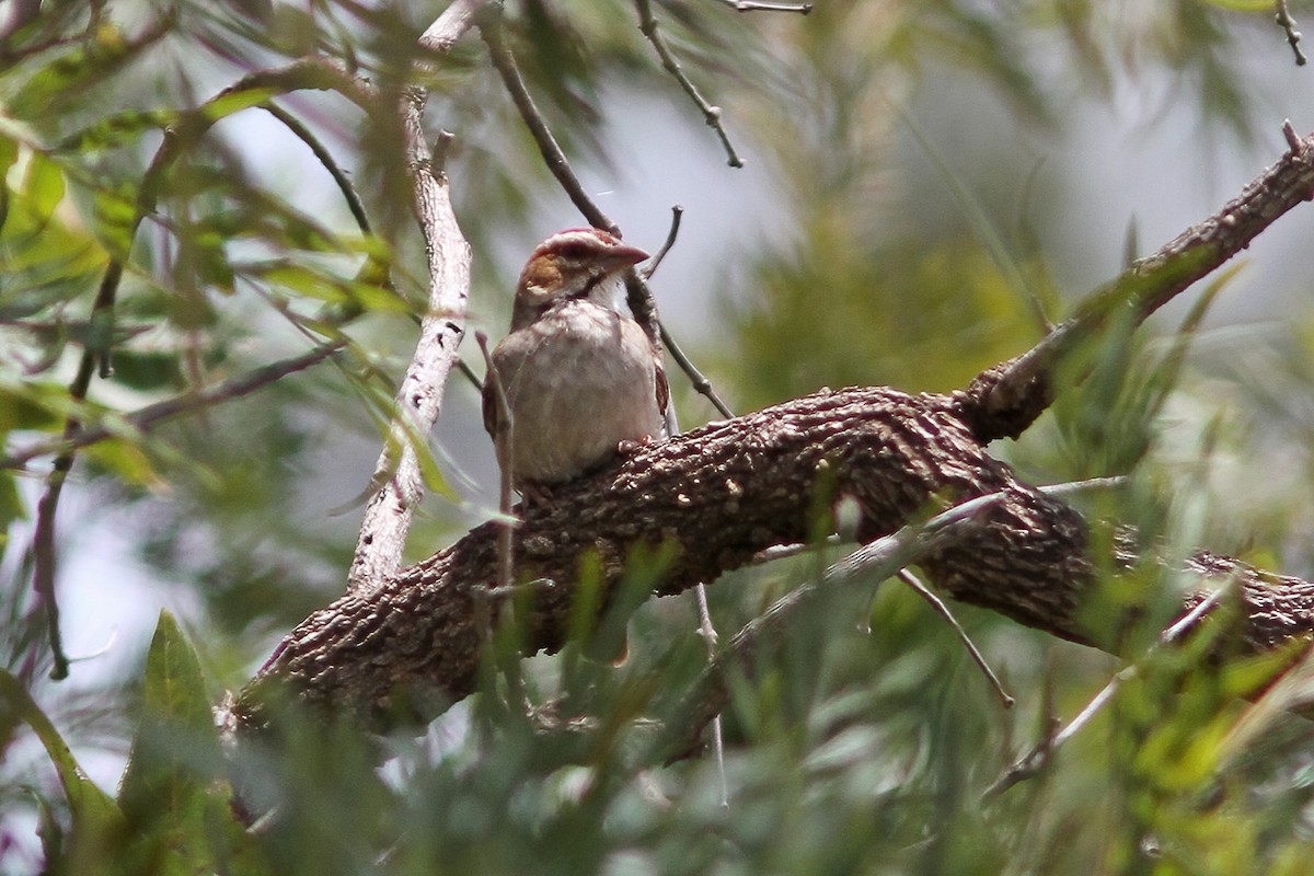 Chestnut-crowned Sparrow-Weaver - ML613310809