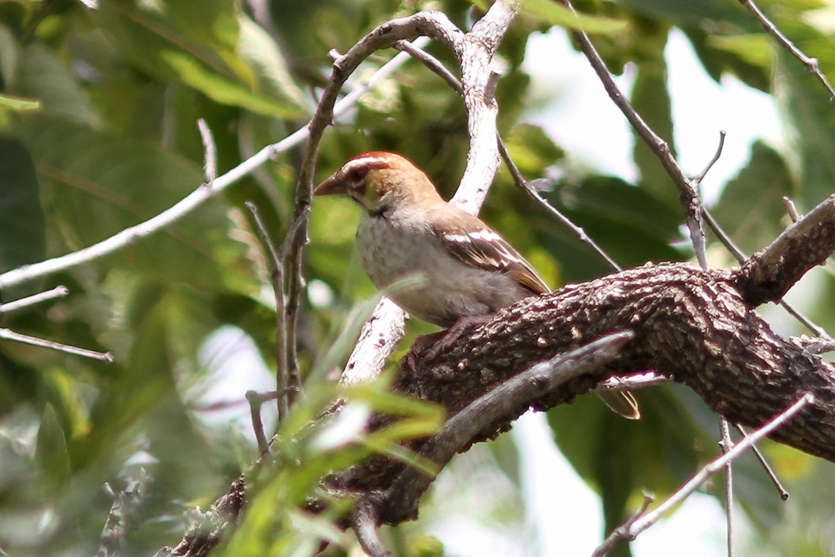 Chestnut-crowned Sparrow-Weaver - ML613310811