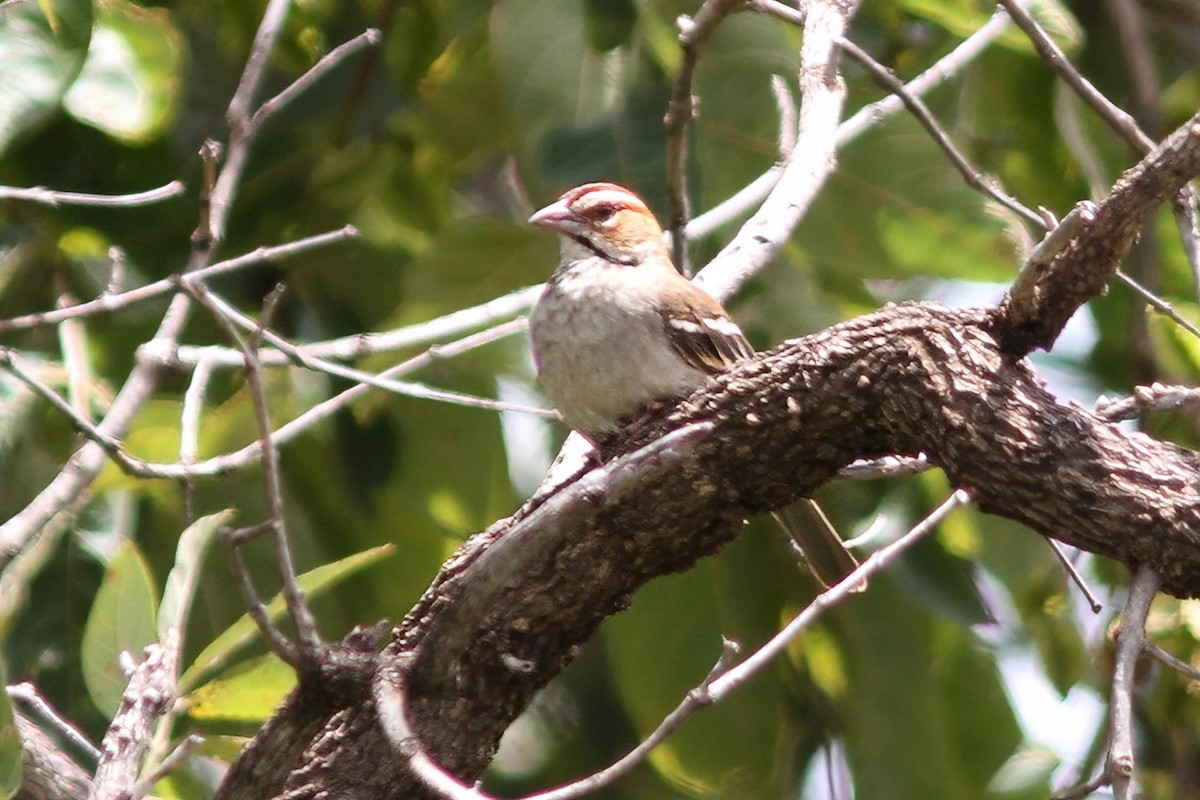 Chestnut-crowned Sparrow-Weaver - ML613310814