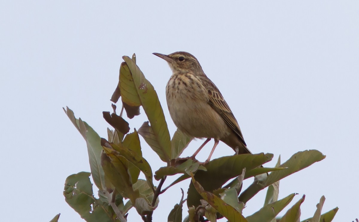 Long-billed Pipit (East African) - ML613310861